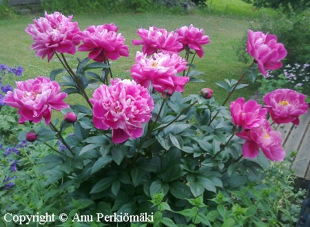 Paeonia lactiflora 'Red Sarah Bernhardt', kiinanpioni